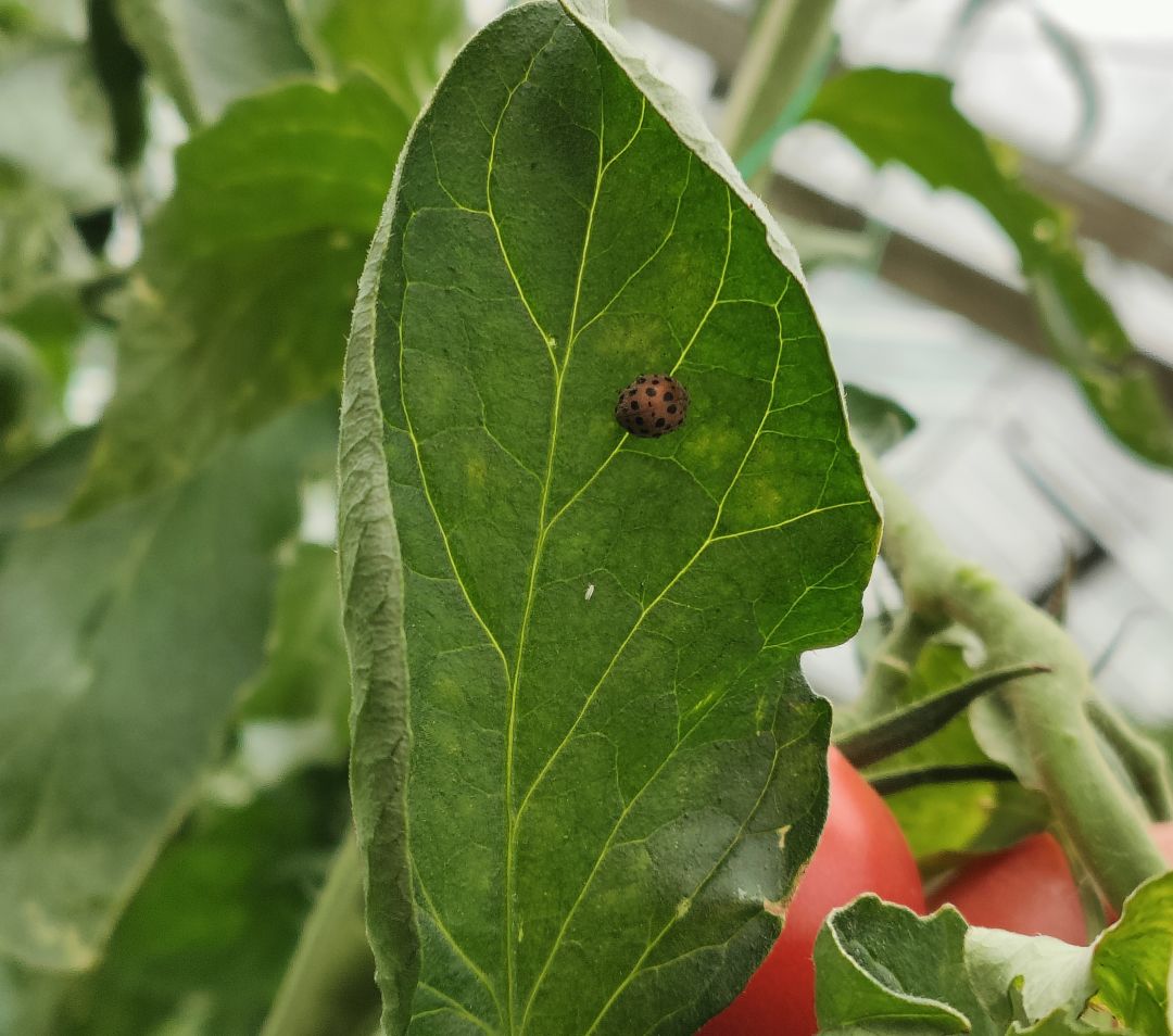 ⚠️昆虫警告!🐞 2
