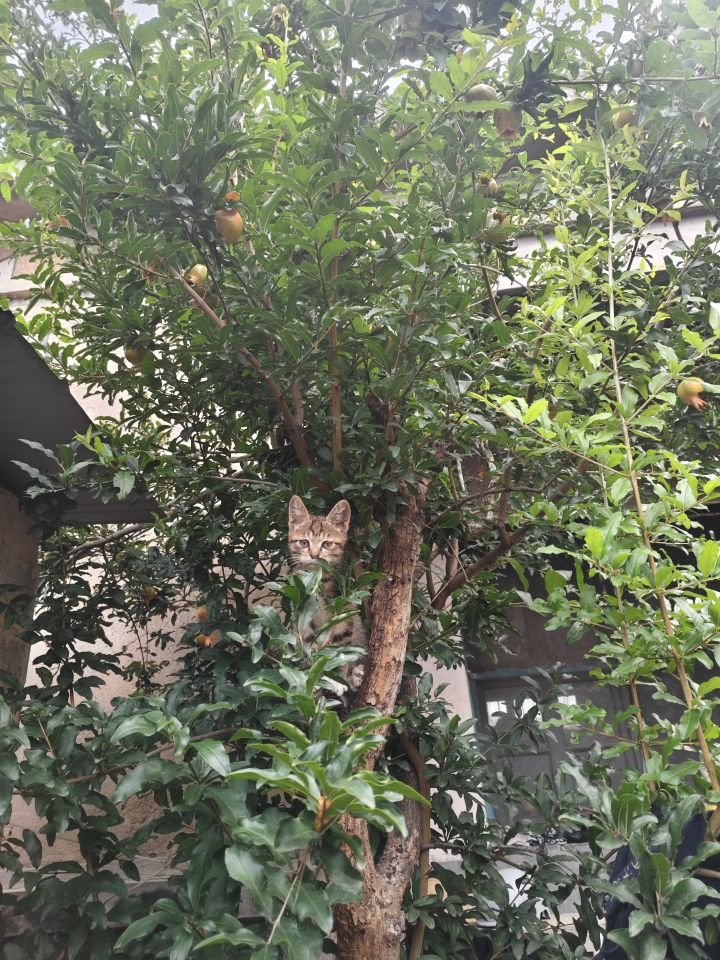 半大小🐱除了吃就是野截图