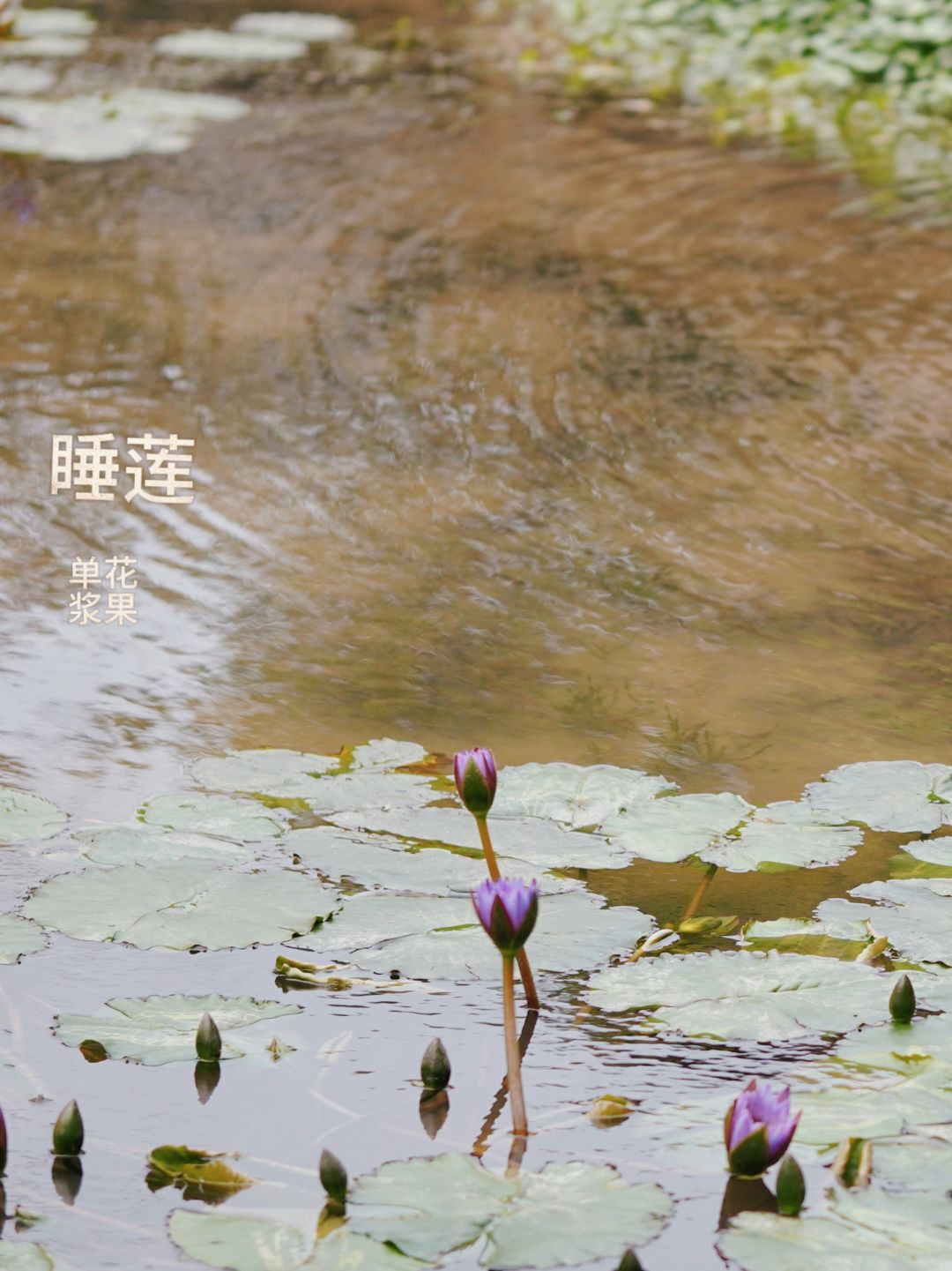 春季活动🌸妙手拍花 7