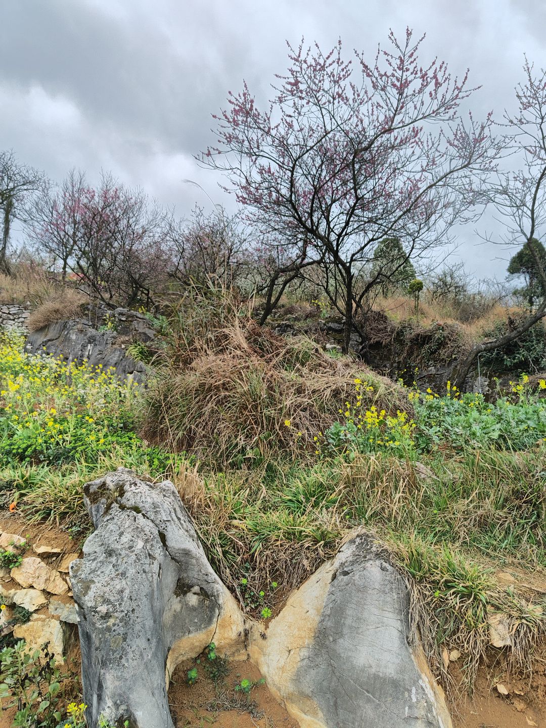 在半山腰上开满了桃花 3