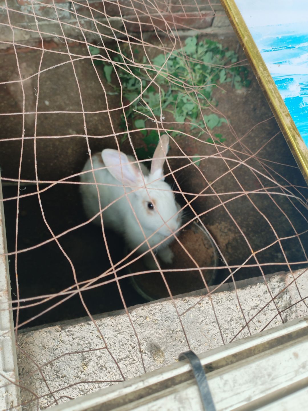 我可以玩魂师对决吗? 3