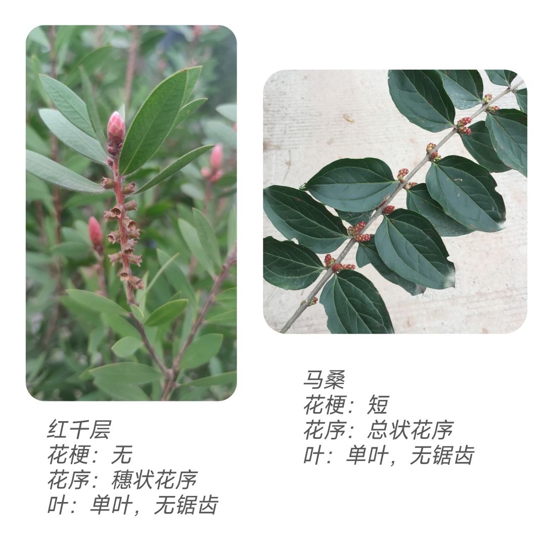 春季活动🌻妙手拍花 3