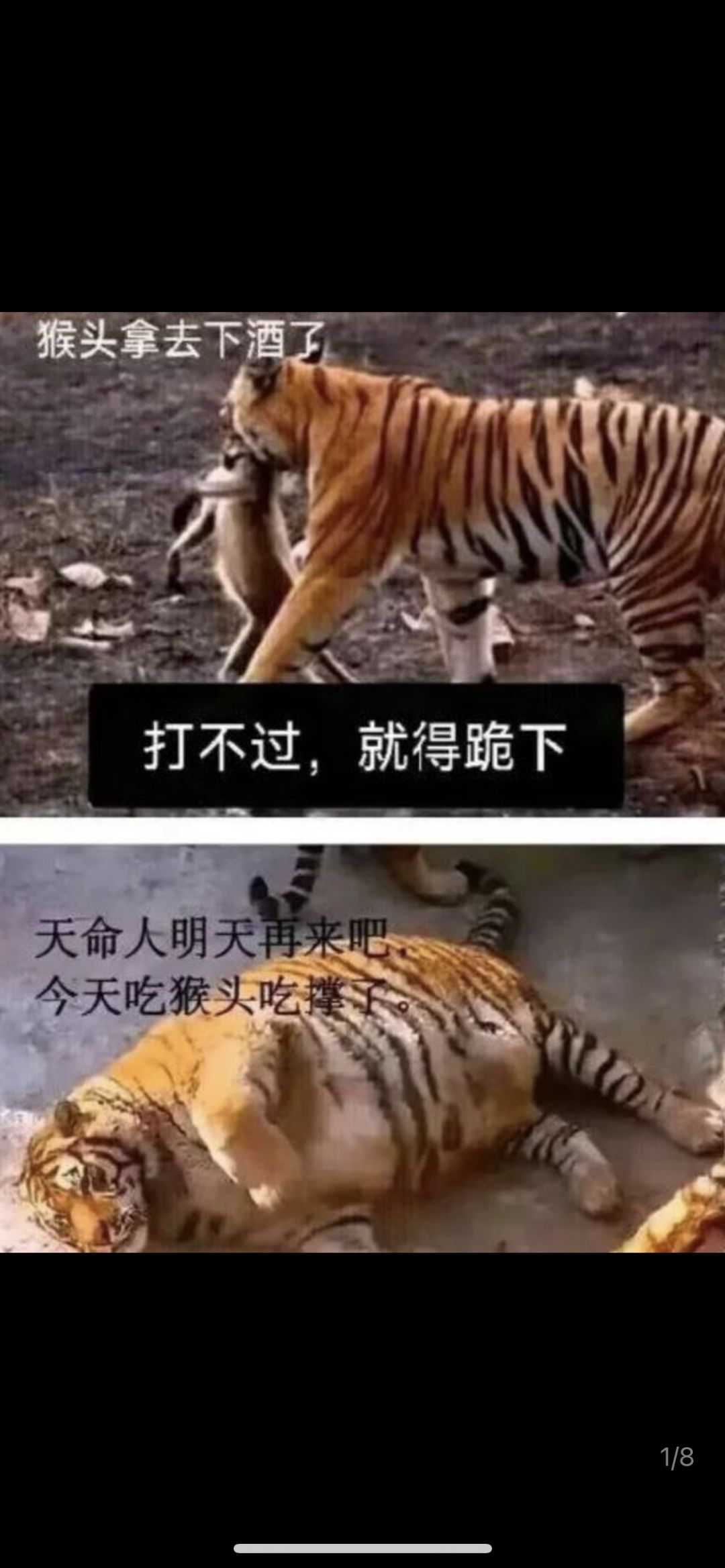 动态图片 5