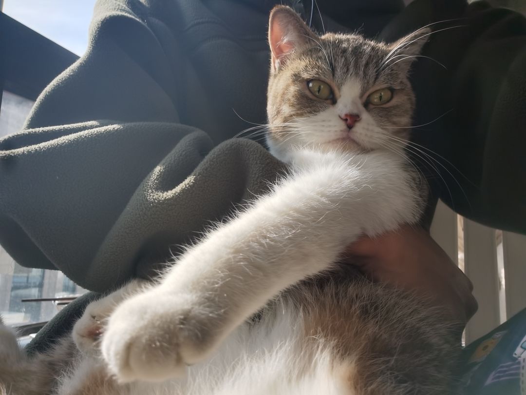皮肤返场投忘川谢谢,交猫税 2