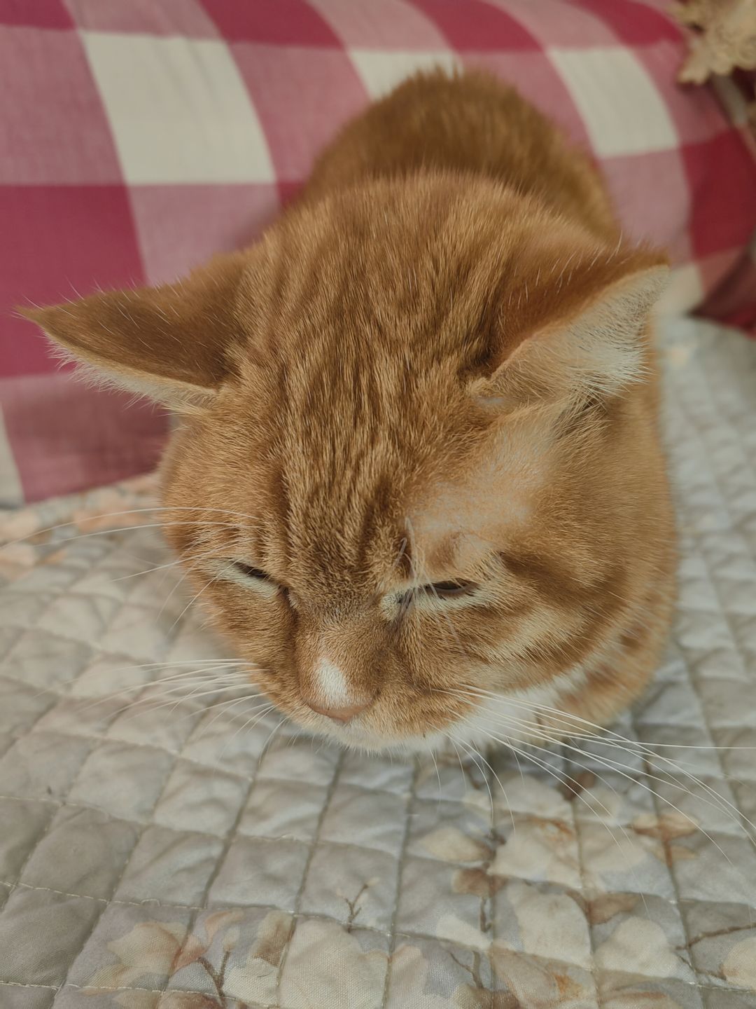 发一期我的小猫猫🥰 3