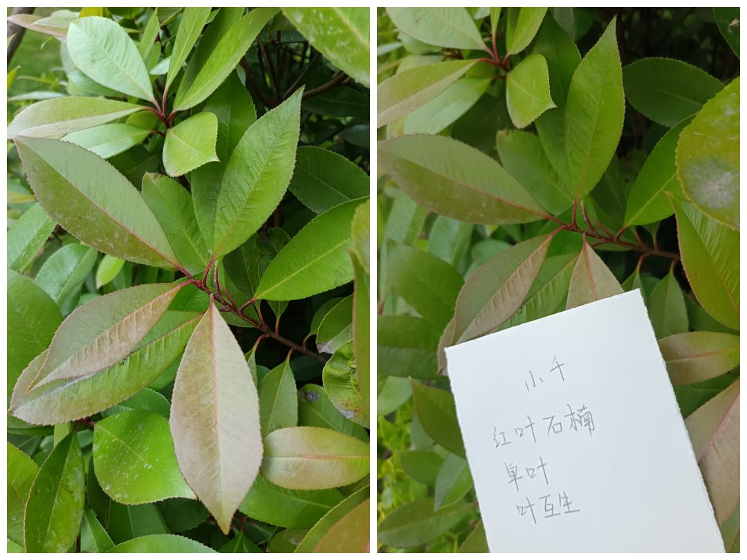 六周年活动——叶 2