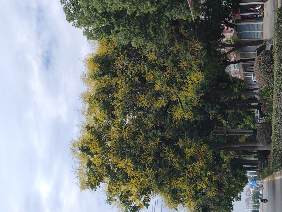 复羽叶栾木和彩虹🌈 1