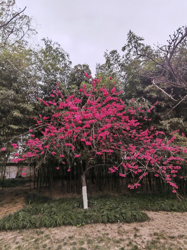 风景独好截图