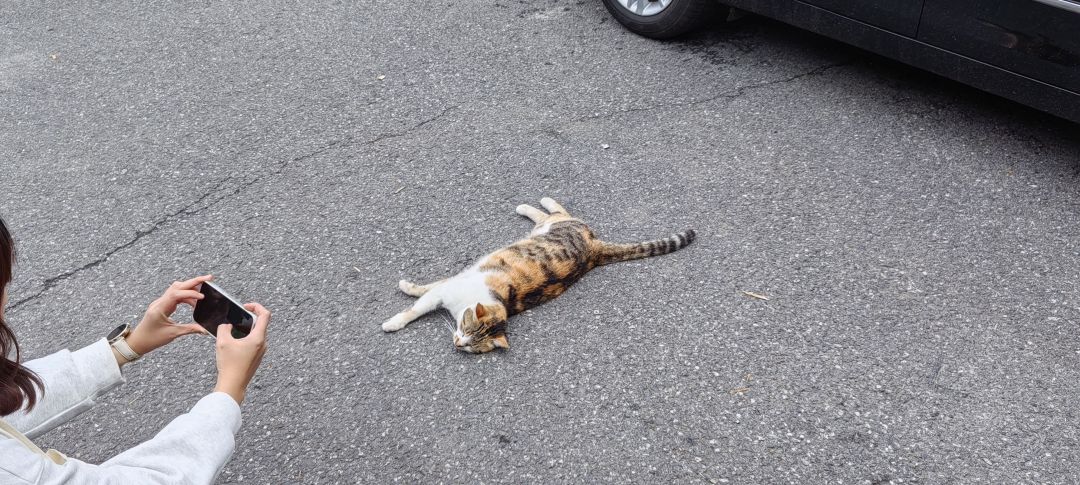 猫咪之所以是猫咪,因为到处都在眯着吧 1