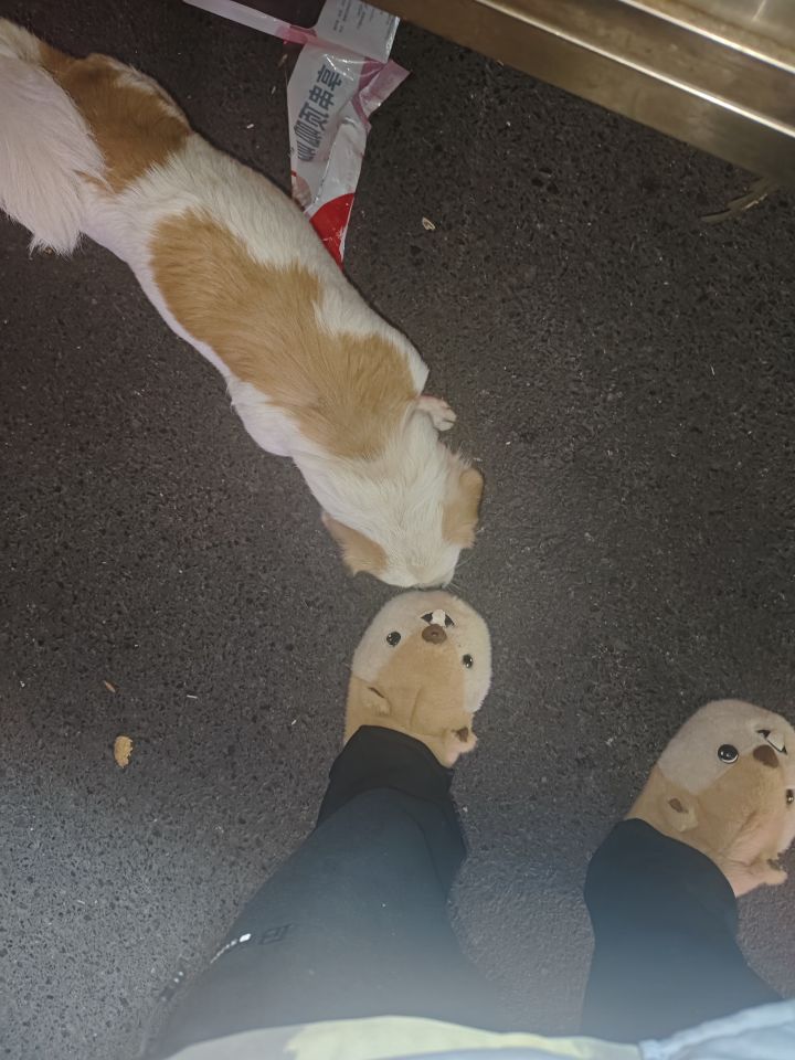 门票怎么来截图