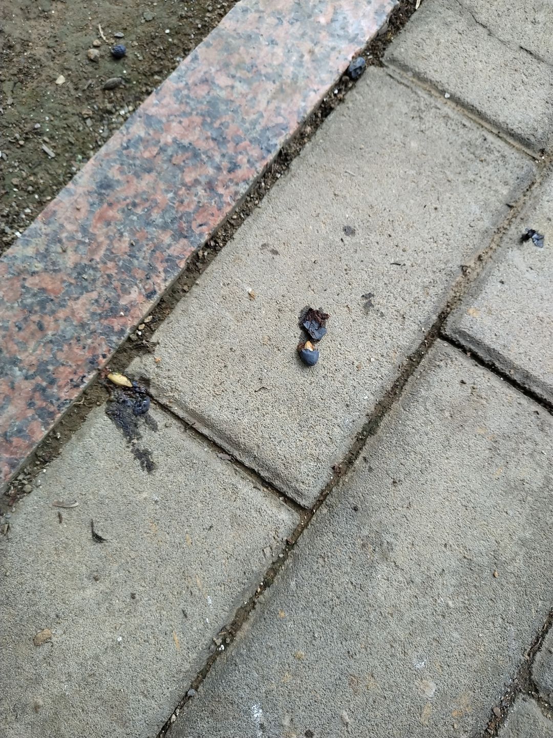 在地上竟然看到了一颗小“蓝莓” 1