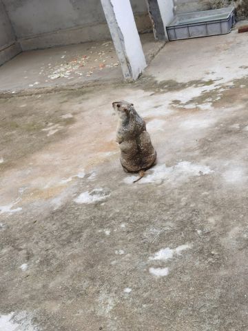 弓毕业武器获取