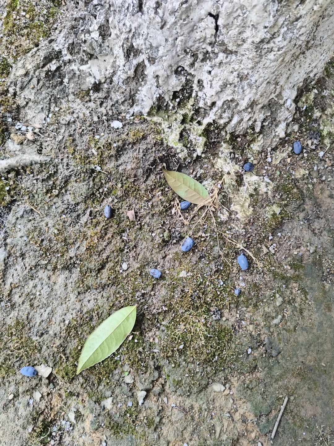 在地上竟然看到了一颗小“蓝莓” 2