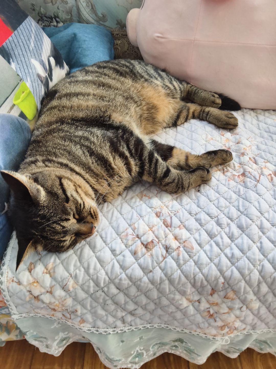 🥺发一期我的懒猫猫❤️ 3