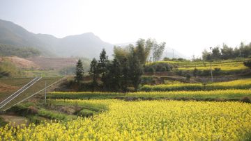 【蘑菇屋情报站】在向往手游快乐种田，把握自己的生活节奏