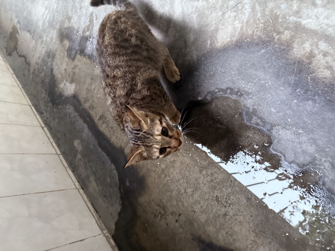 小猫镇楼 1
