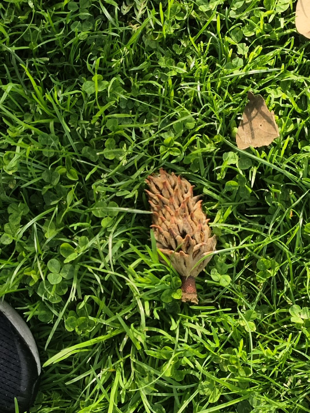 公园遇到的种子是鹅掌楸吗:) 1