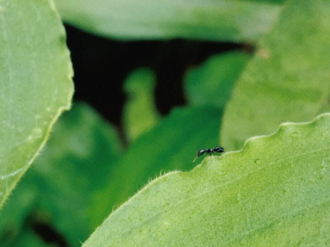 ⚠蚂蚁警告🐜 6