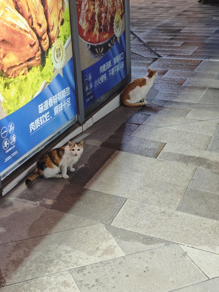 问一个蠢蠢的问题截图