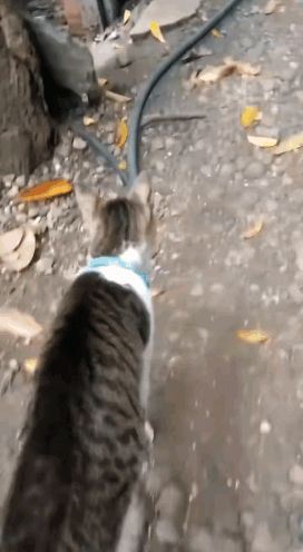步大哥带归元剑意还是剑经截图