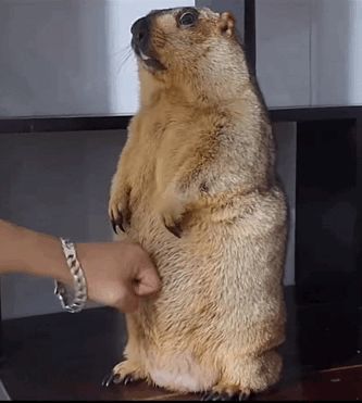 求助截图