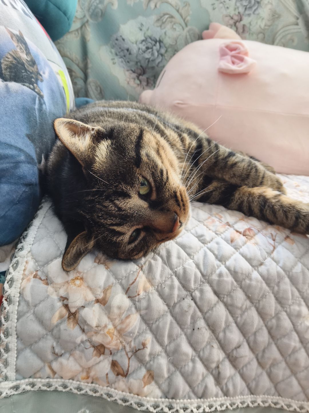 🥺发一期我的懒猫猫❤️ 4