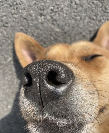 爱丽丝快来听我说梦话