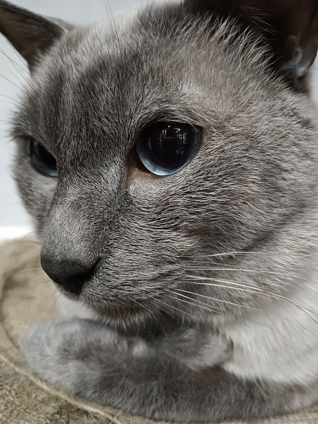 暹罗猫 1