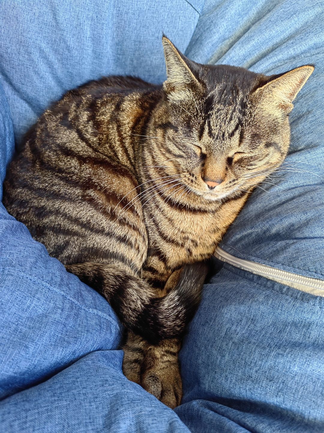 再给大家看看我的猫猫😍 2