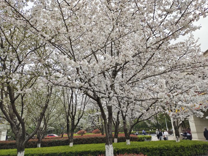 清明打卡截图