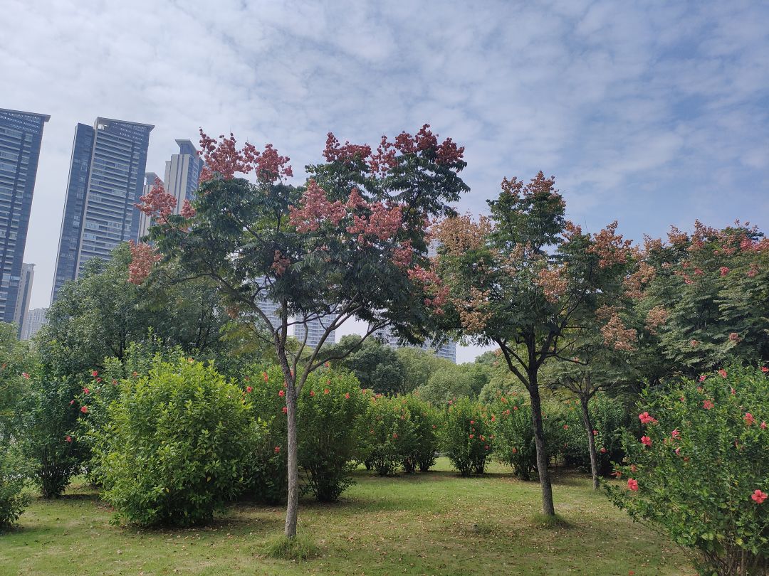 栾树 2