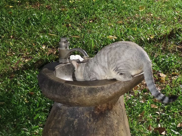 关于猫咪的几个问题截图