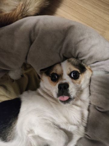 完全可以出氪金版的强化版的情怀武功