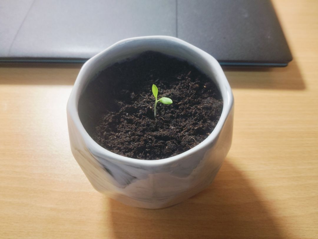 给大家看看俺的福禄考(幼苗期🌱) 1