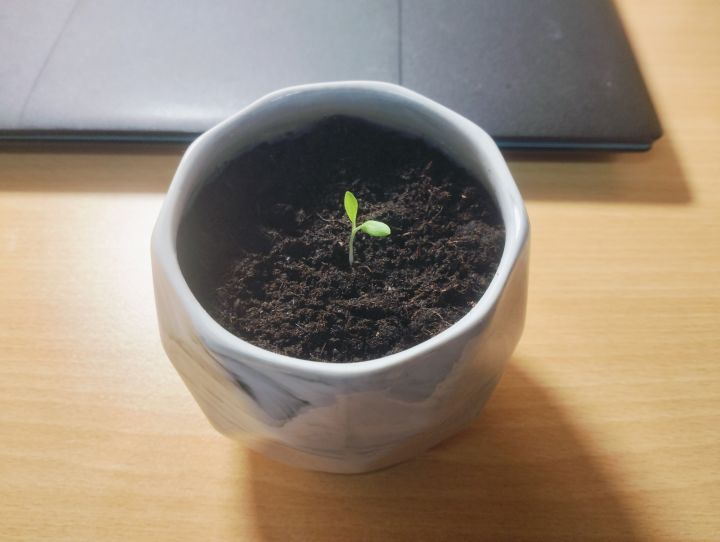 给大家看看俺的福禄考(幼苗期🌱)截图