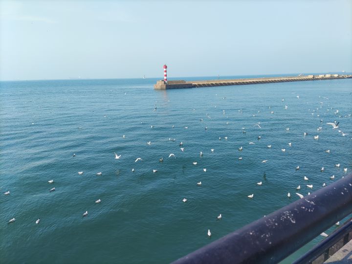 海鸥逐浪🤗截图