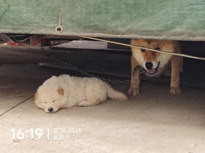定居点的共享房间是什么机制截图