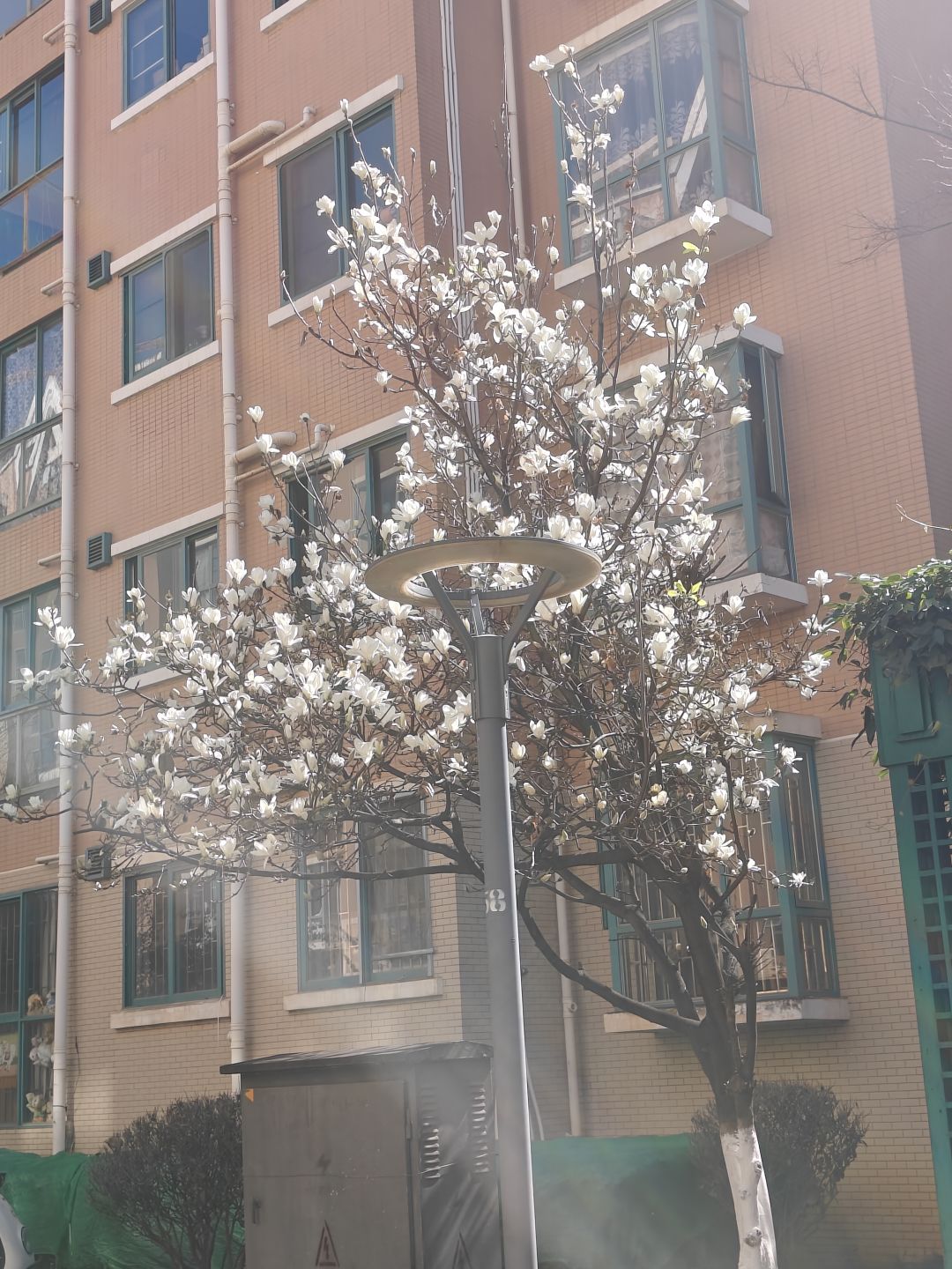 昆明的玉兰花还在开 1