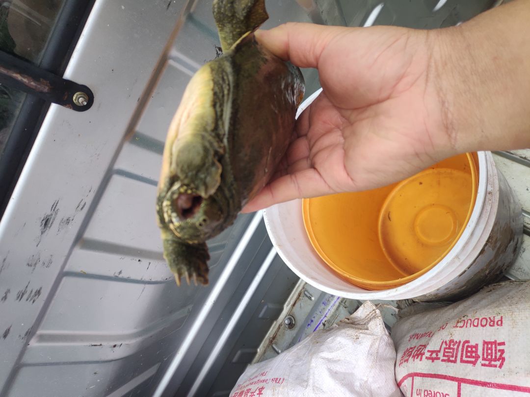 我 掰玉米 旁边水渠 逮到 甲鱼一只 2