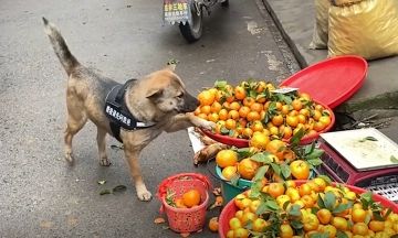 SS3-罗莎 吸尘器流派 自制武器进阶讲解（非常细）