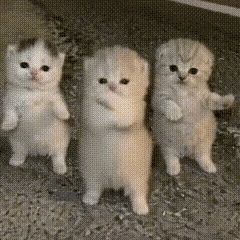 我忍,我再忍!截图