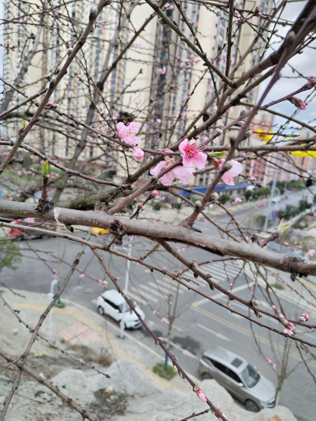 在半山腰上开满了桃花 1
