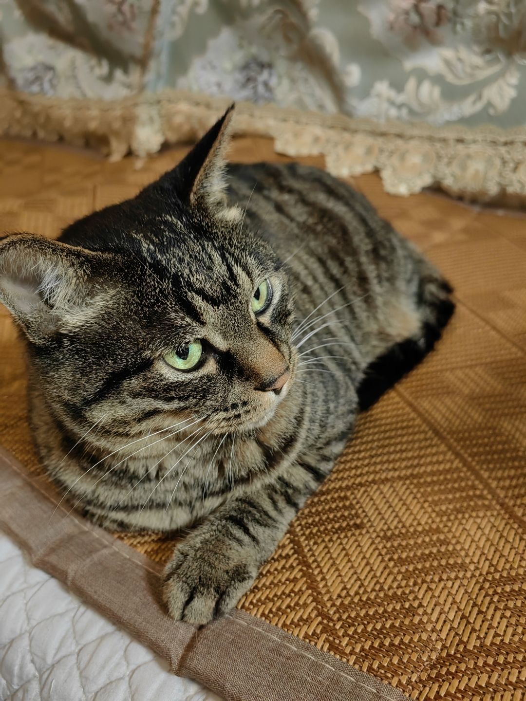 🥺最近工作太忙啦,发一期我的猫猫吧❤ 2
