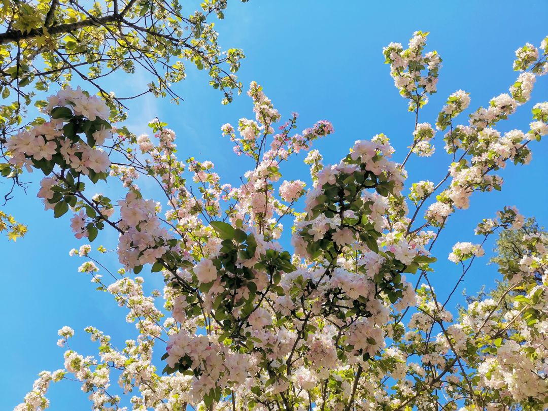 蓝花楹怎么获得哇? 1