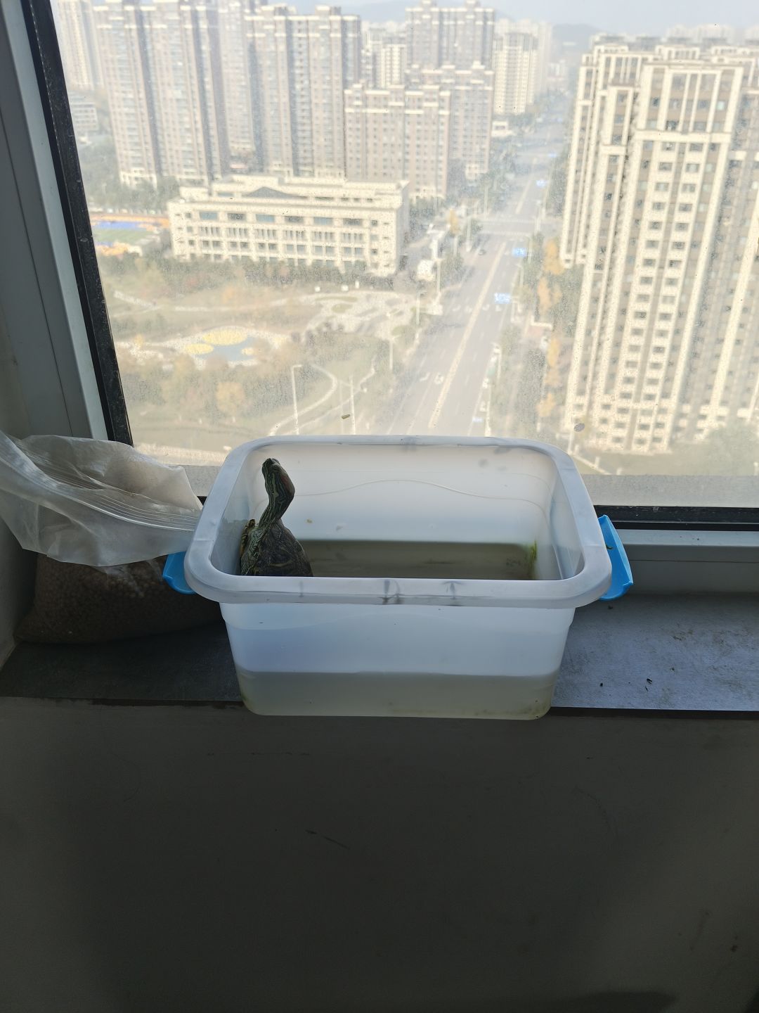 乌龟 1