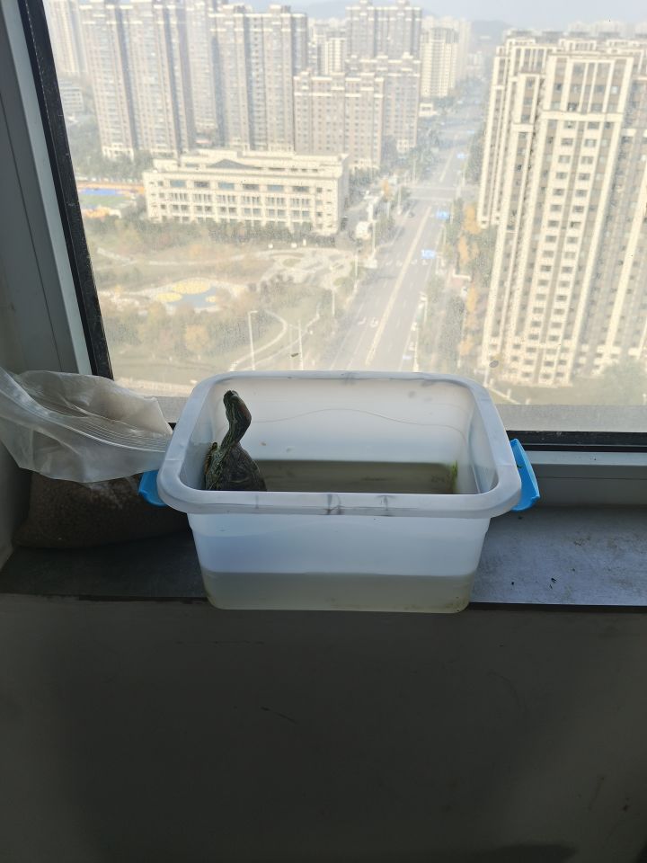 乌龟截图