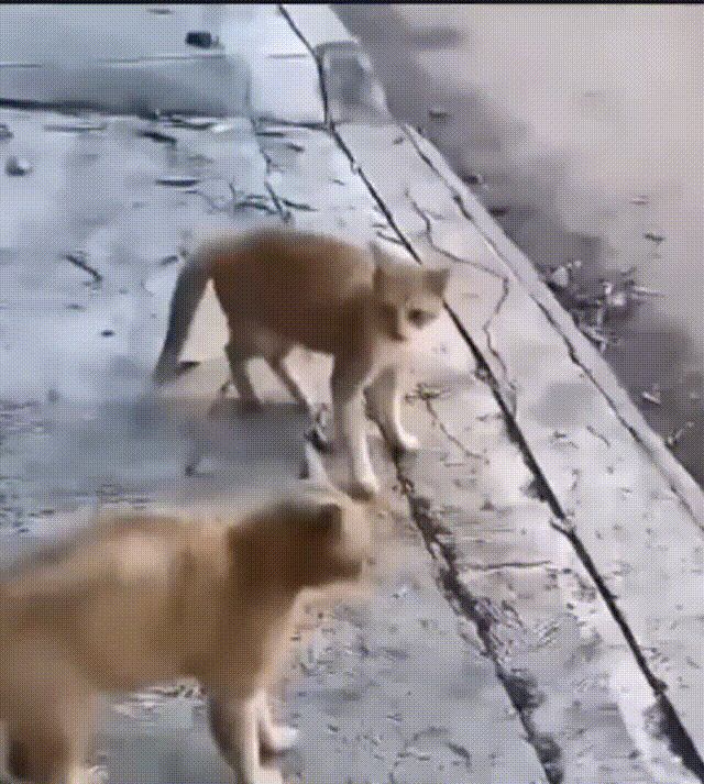 现在去哪找萌新,满大街的老灯截图
