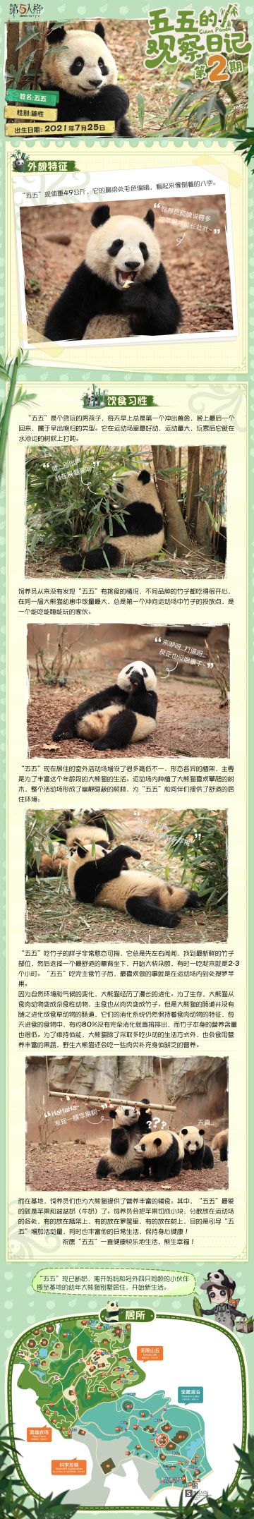 #第五人格# #大熊猫五五# #小熊猫四胞胎#
“饲养员”观察日记-第二期更新来啦！
暖意洋洋的春天里，我们的“五五”和“添玉”、“添奇”、“添舞”、“添宝”四宝有什么新变化呢？一起来看看吧~