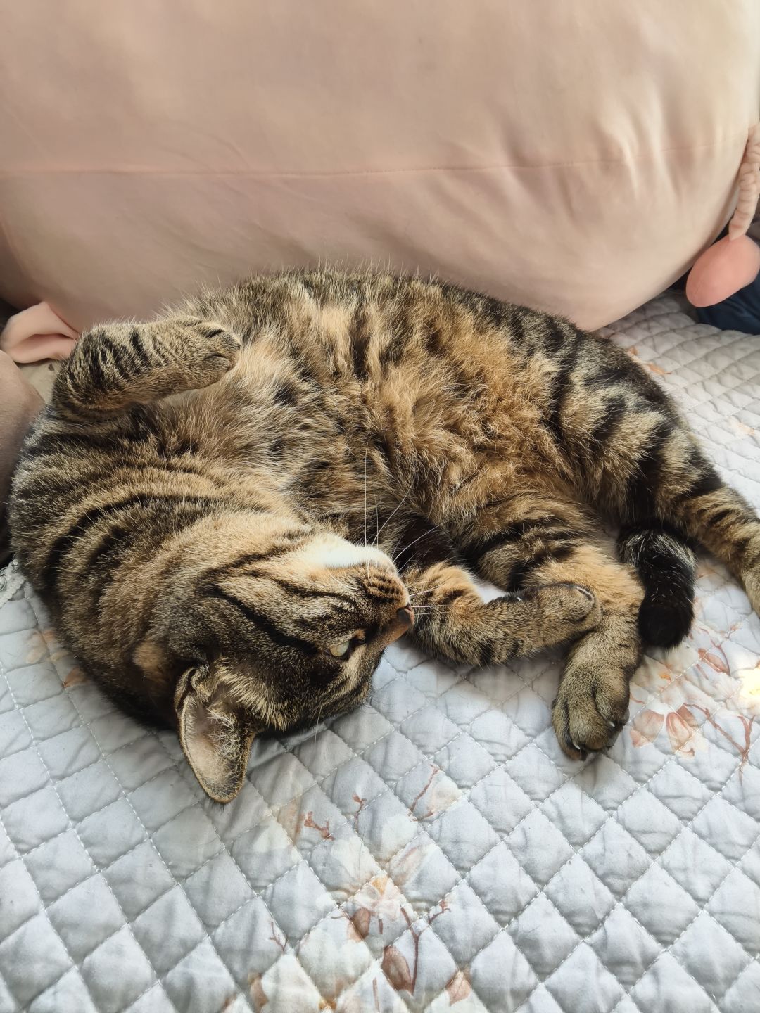 发一期我的懒猫猫🐱 2