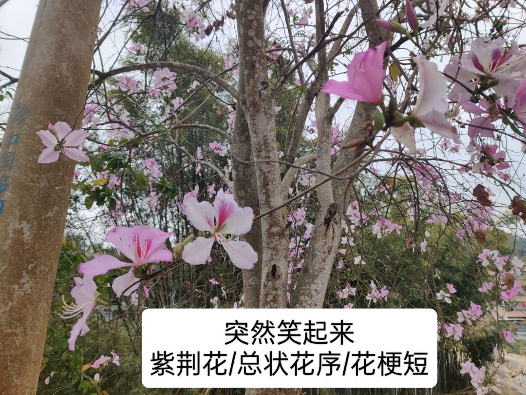 六周年庆🎉活动:花与叶! 2